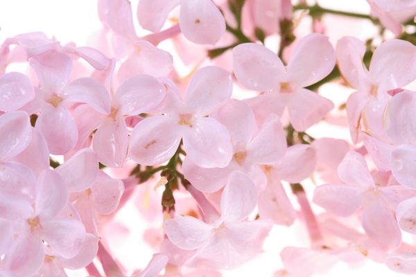 唯美丁香花圖片