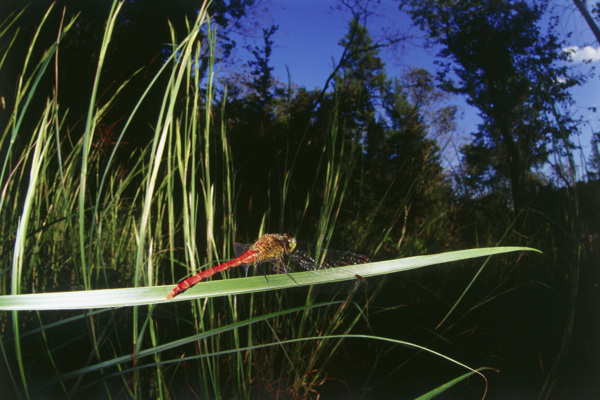 野外的红蜻蜓图片