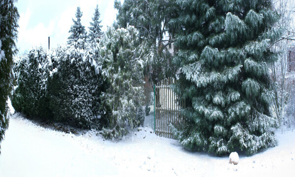 冬日雪景