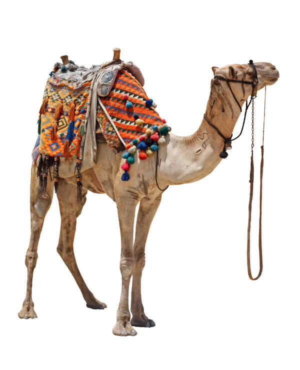 白色底板上的骆驼拍摄素材图片