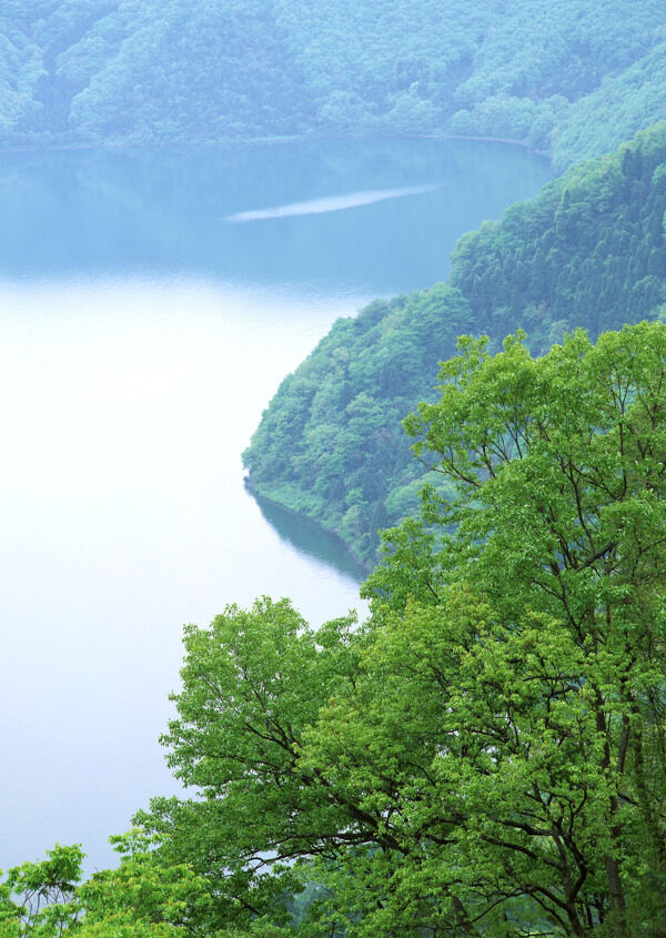樹植物水風(fēng)景