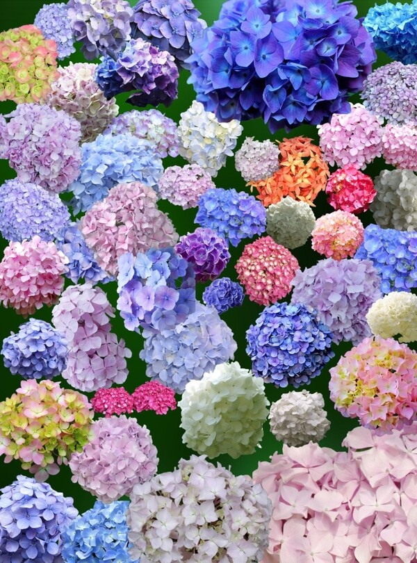 花圖片