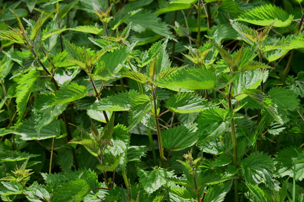 绿色荨麻植物图片