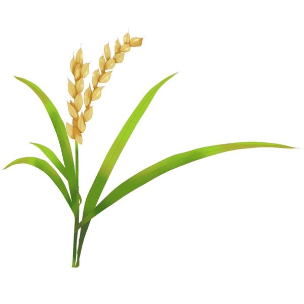 水稻青稞大米插图