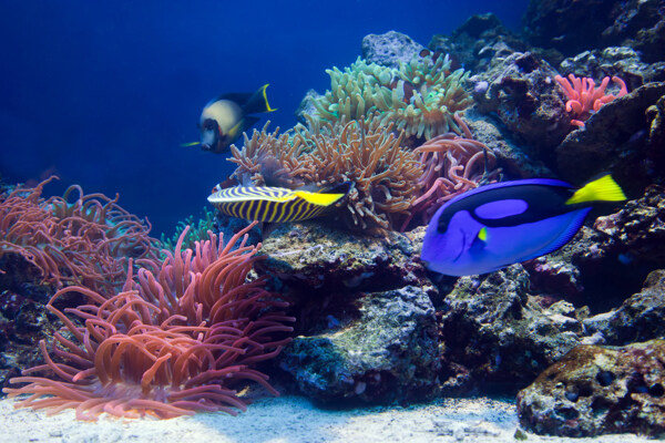海底世界圖片