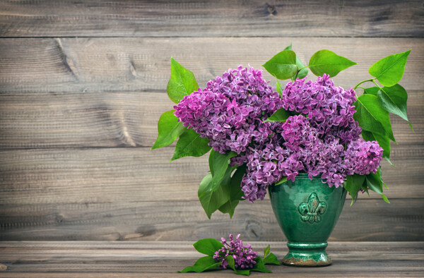 美麗的丁香花與綠葉圖片