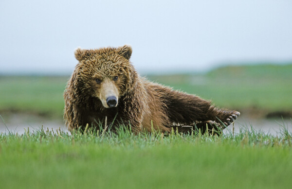 草地上的大棕熊