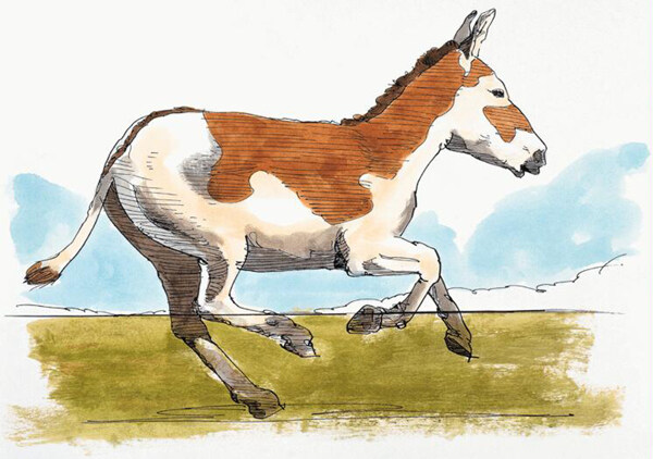 動(dòng)物插圖14