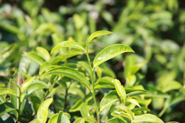 茶苗