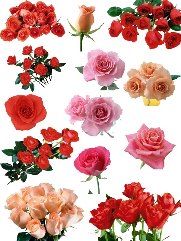 玫瑰花元素素材