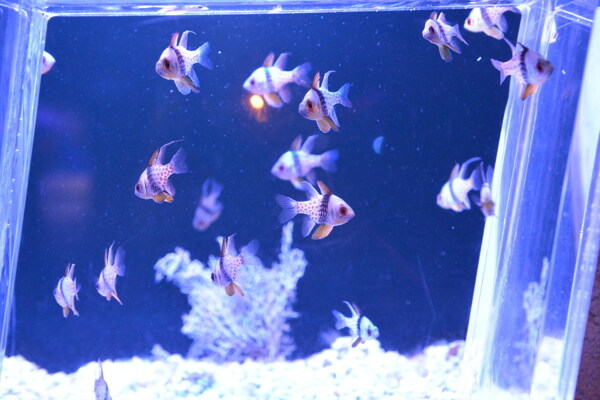 小魚圖片