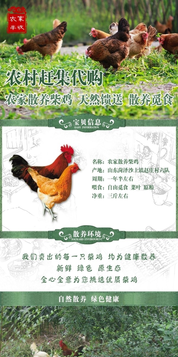 淘宝农家散养柴鸡产品描述