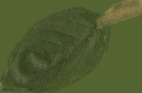 3D植物模型三