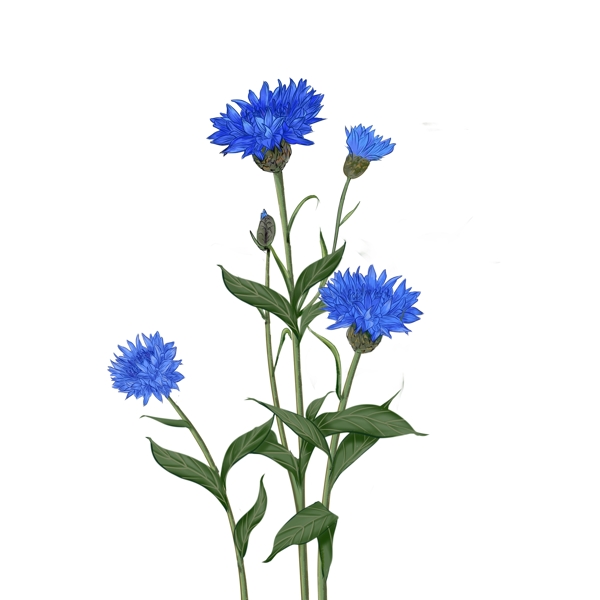 植物小清新花卉蓝色车矢菊花朵野花免抠手绘
