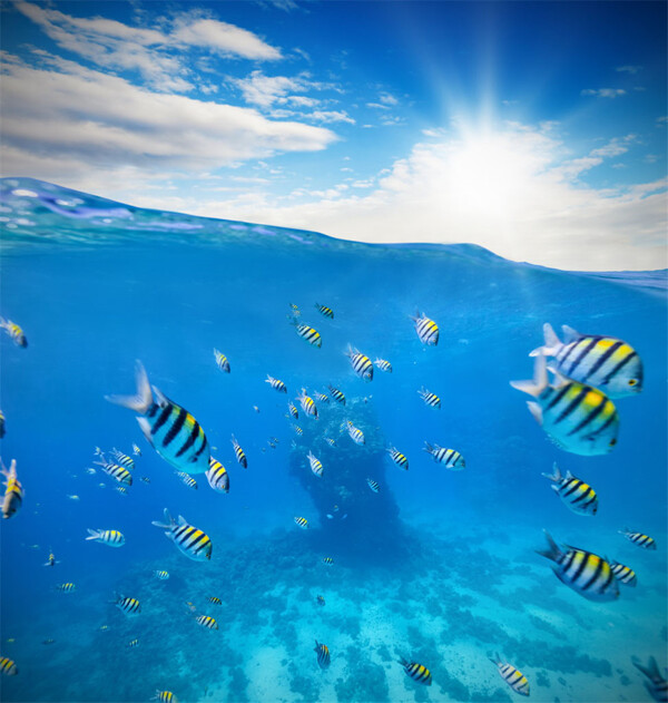 阳光条纹鱼海底风光图片