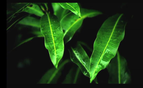 绿叶水滴视频素材