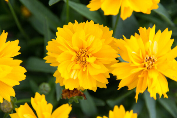位圖植物攝影寫(xiě)實(shí)花卉花朵數(shù)碼照片免費(fèi)素材