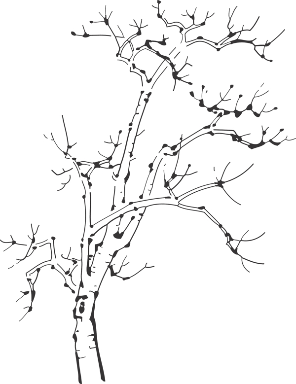 樹