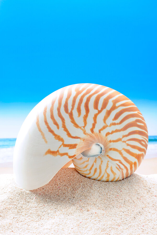 唯美沙滩贝壳