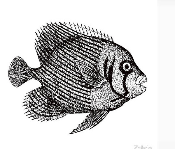 位圖動物魚色彩黑白色免費素材