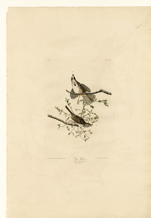 鸟类图鉴手绘图片