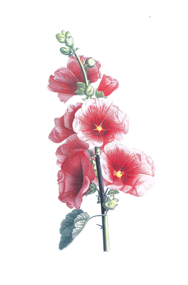 位圖植物寫意花卉花朵野花免費(fèi)素材
