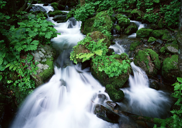 樹植物水風(fēng)景