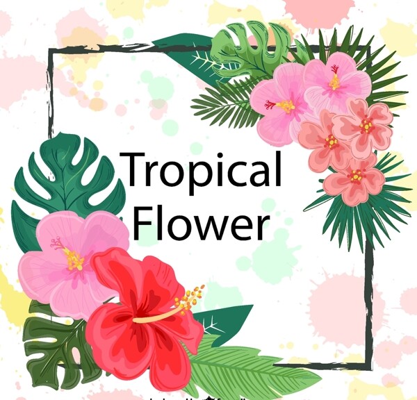 热带花卉框架图片