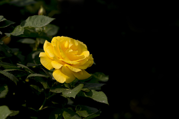 薔薇