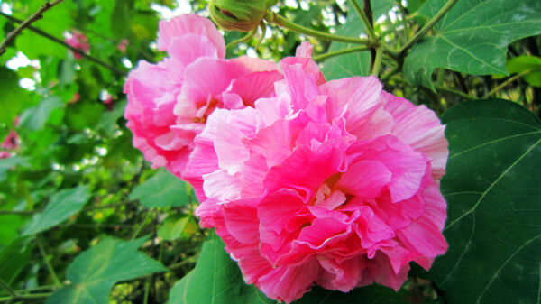 芙蓉花圖片