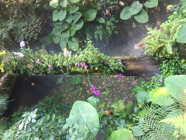 厦门植物园热带雨林区图片