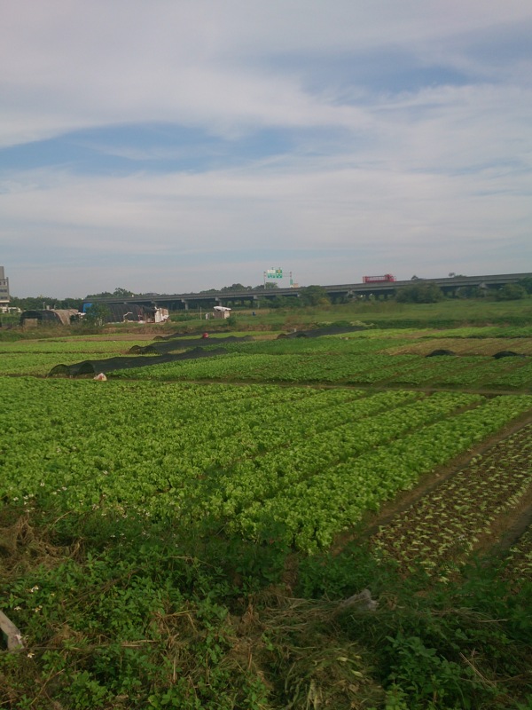 溝南許地菜地