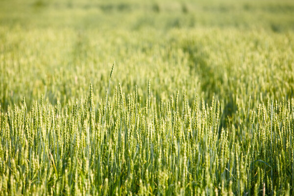 未成熟的小麦农田摄影图片