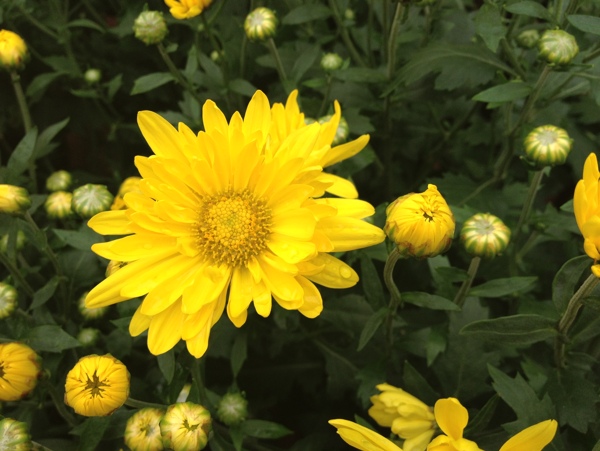 菊花圖片