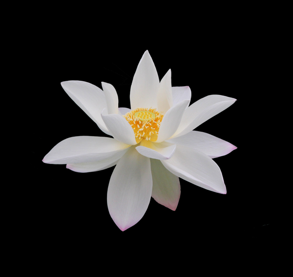 位圖植物花朵荷花寫實(shí)花卉免費(fèi)素材