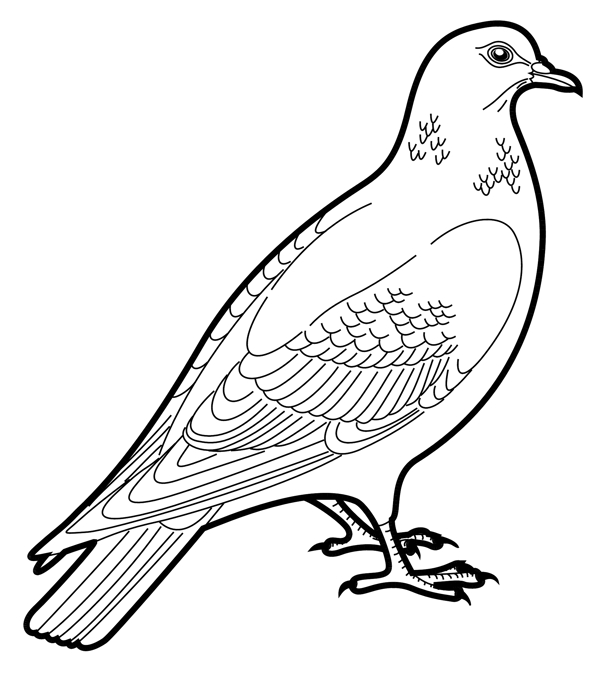 各種鳥類鳥動(dòng)物矢量素材EPS格式1323