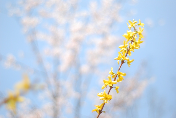 迎春花圖片