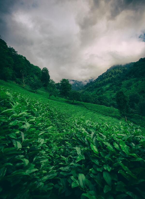 茶園