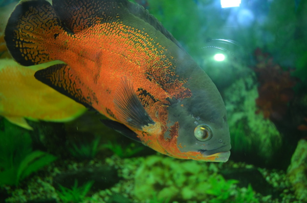 水族館里生活的魚圖片