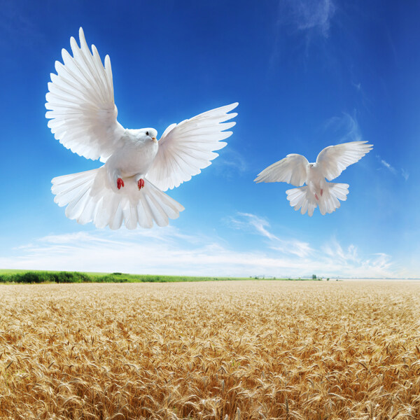 自由飞翔的白鸽图片