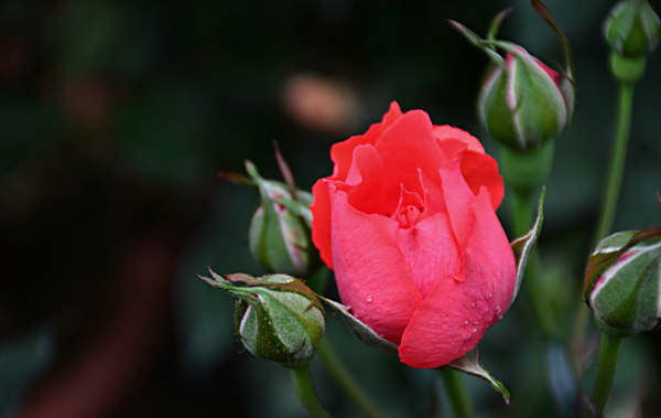 玫瑰花
