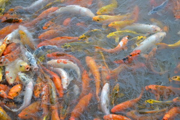 水和魚圖片