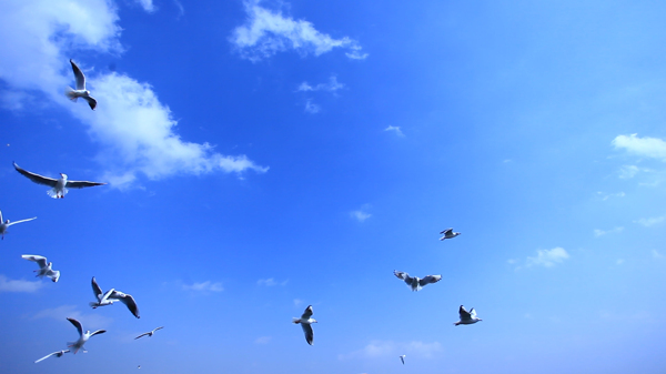 天空下的海鷗圖片