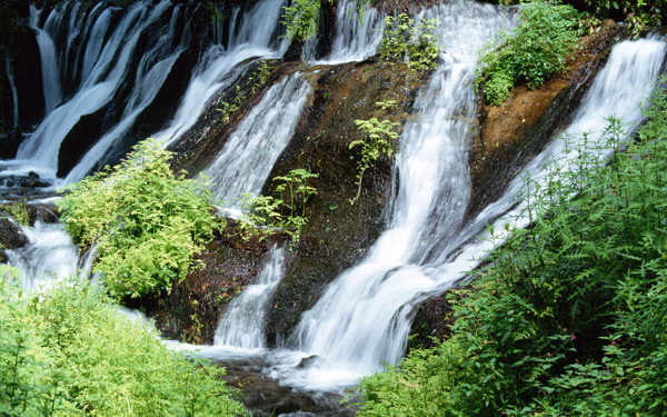 樹植物水風景