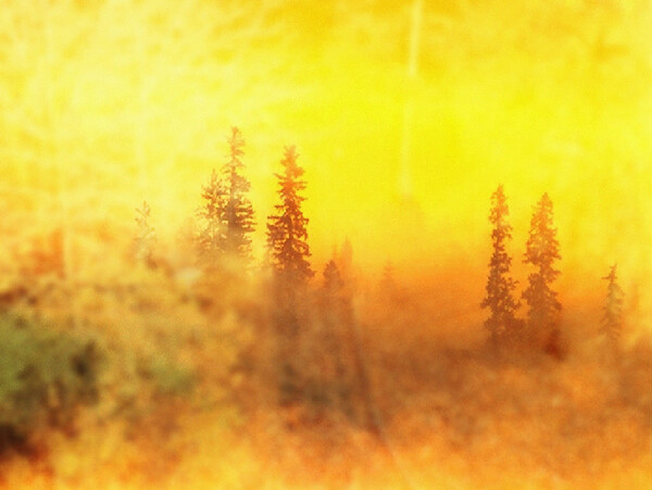 油画树林暖调黄色调梦幻雾气图片