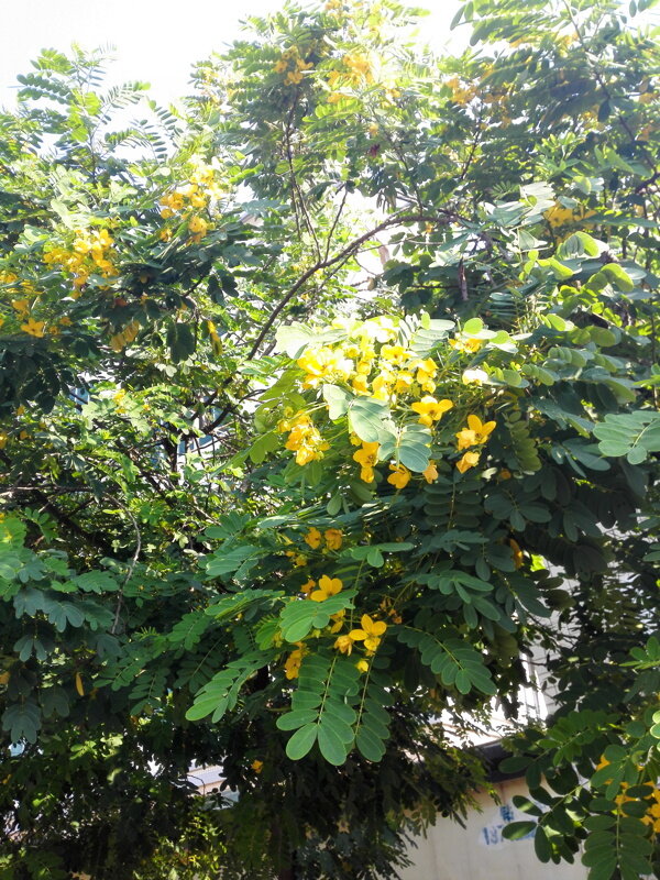 樹(shù)葉圖片