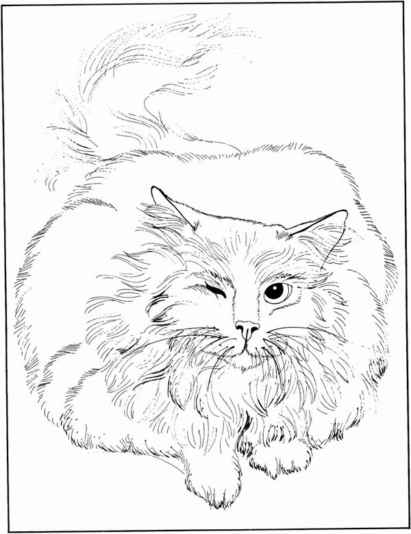 貓的素描