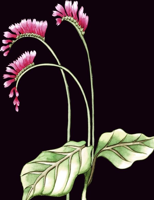 手繪花