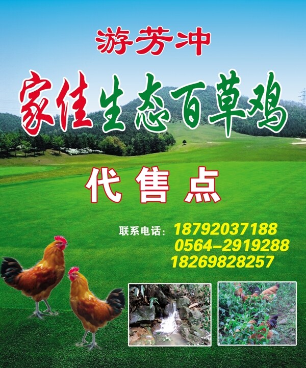 生態(tài)百草雞