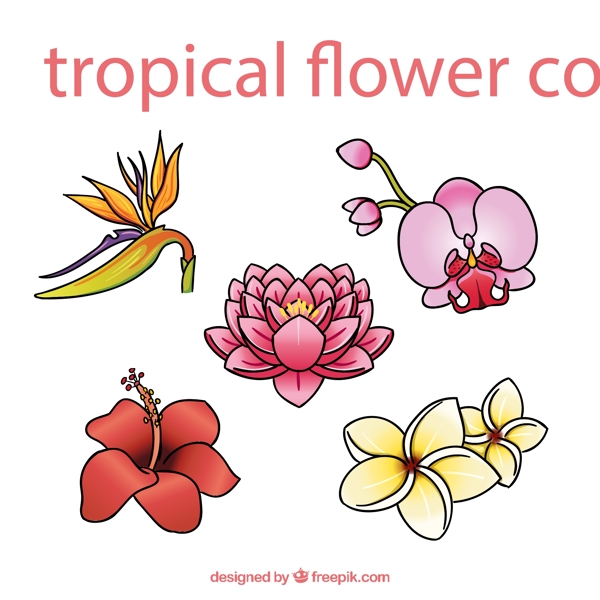 卡通热带花卉图片